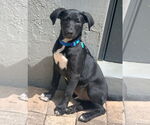 Small German Shepherd Dog Mix