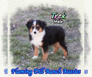 Miniature Australian Shepherd Puppy for sale in FORESTBURG, TX, USA