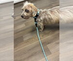 Small #1 Mutt