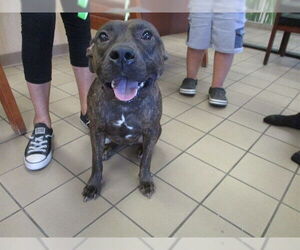 American Pit Bull Terrier Dogs for adoption in Ocala, FL, USA