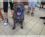Small American Pit Bull Terrier