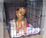 Small #2 Mutt