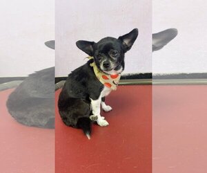 Chihuahua-Unknown Mix Dogs for adoption in Charlottesville, VA, USA