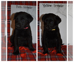 Small Photo #2 Shepradors Puppy For Sale in MARYSVILLE, OH, USA