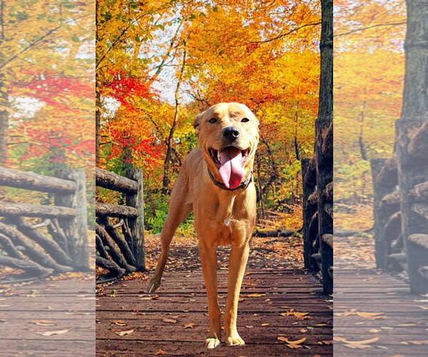Medium Photo #2 Rhodesian Ridgeback-Unknown Mix Puppy For Sale in Decatur, GA, USA