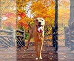 Small #1 Rhodesian Ridgeback Mix