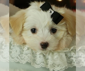Maltipoo Puppy for sale in BOCA RATON, FL, USA