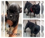 Puppy Puppy #4 French Bulldog