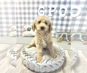 Goldendoodle-Poodle (Miniature) Mix Puppy for sale in MARIETTA, GA, USA