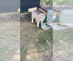 Small Photo #3 Siberian Husky Puppy For Sale in MALTA, IL, USA
