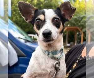 Chihuahua-Unknown Mix Dogs for adoption in Salt Lake City, UT, USA
