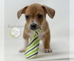 Small Photo #3 Chiweenie Puppy For Sale in Benton, LA, USA