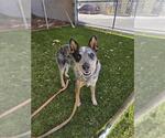 Small Mutt