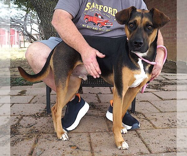 Medium Photo #2 Mutt Puppy For Sale in Carrollton, TX, USA