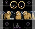 Small #5 Poodle (Miniature)