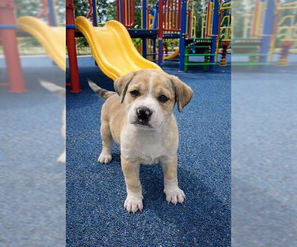 Medium Photo #1 Catahoula Leopard Dog-Unknown Mix Puppy For Sale in Globe, AZ, USA