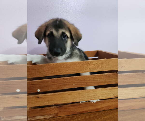Medium Photo #1 Mutt Puppy For Sale in The Woodlands, TX, USA