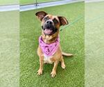 Small #1 Boxer Mix
