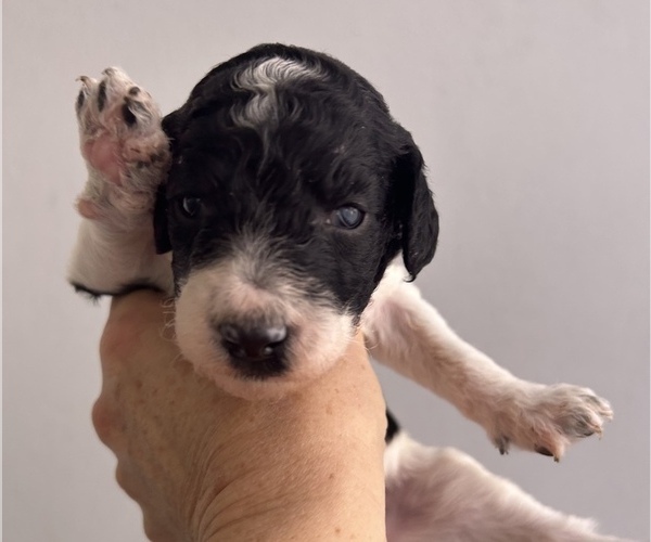 Medium Photo #3 Poodle (Standard) Puppy For Sale in MCALLEN, TX, USA
