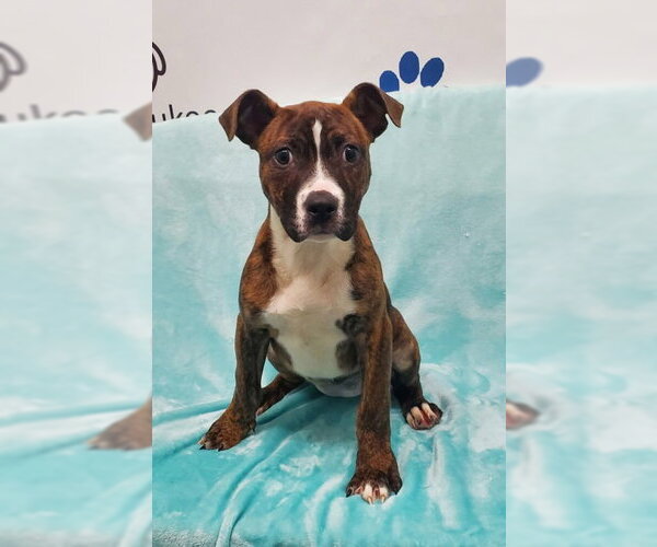 Medium Photo #1 Mutt Puppy For Sale in Lake City, MI, USA