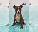 Small Mutt