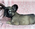 Small #4 French Bulldog