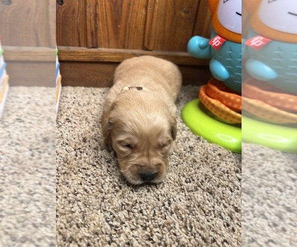 Medium Photo #5 Golden Retriever Puppy For Sale in NEOLA, WV, USA