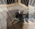 Small Photo #6 German Shepherd Dog Puppy For Sale in PINSON, AL, USA