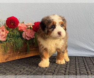 Bernedoodle (Miniature) Dogs for adoption in CANTON, OH, USA