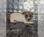 Image preview for Ad Listing. Nickname: Litter of 5
