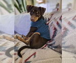 Small #2 Miniature Pinscher Mix