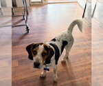 Small #1 Beagle
