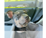 Small #3 American Pit Bull Terrier