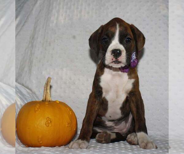 Medium Photo #2 Boxer Puppy For Sale in SHIPSHEWANA, IN, USA