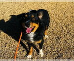 Small #3 Australian Shepherd Mix