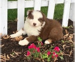 Small Photo #1 Australian Shepherd Puppy For Sale in ROBERTS, IL, USA