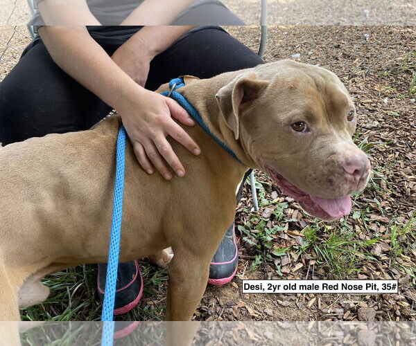 Medium Photo #4 American Pit Bull Terrier Puppy For Sale in Sparta, TN, USA