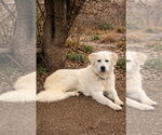 Small Great Pyrenees