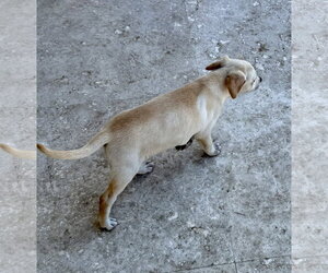 - Mix Dogs for adoption in Boca Raton, FL, USA