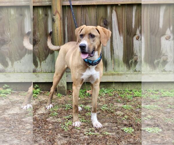 Medium Photo #6 Bloodhound Puppy For Sale in Westminster, MD, USA