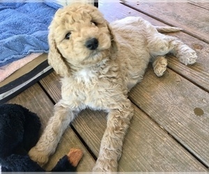 Father of the Goldendoodle puppies born on 06/24/2019