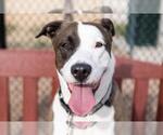 Small #1 American Pit Bull Terrier-Labrador Retriever Mix