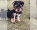 Image preview for Ad Listing. Nickname: Male Yorkie