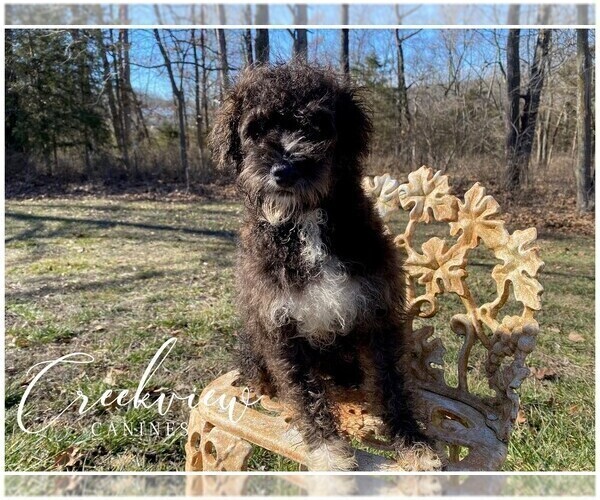 Medium Photo #5 Schnoodle (Miniature) Puppy For Sale in NIANGUA, MO, USA