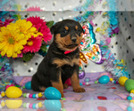 Puppy Helen Rottweiler