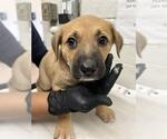 Small Labrador Retriever Mix