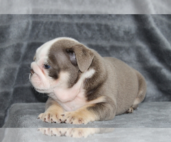 Medium Photo #7 Bulldog Puppy For Sale in BRANDON, FL, USA