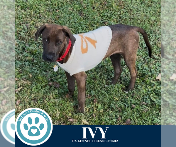 Medium Photo #2 Catahoula Leopard Dog-Great Dane Mix Puppy For Sale in Kimberton, PA, USA