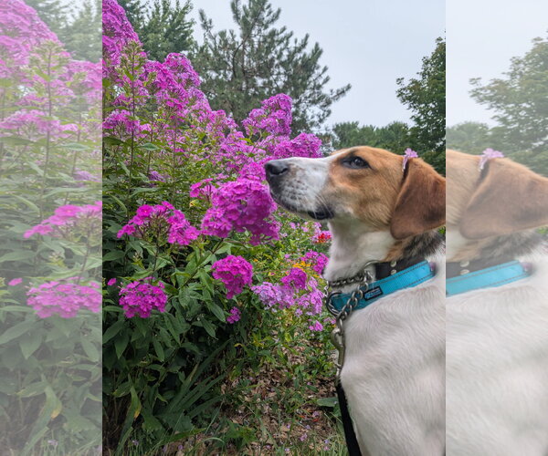Medium Photo #1 Beagle-Unknown Mix Puppy For Sale in Kewanee, IL, USA
