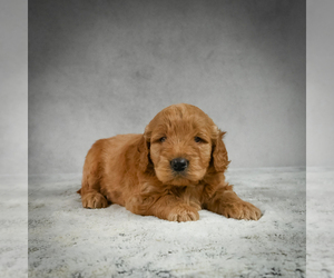 Goldendoodle Puppy for sale in ITASCA, TX, USA